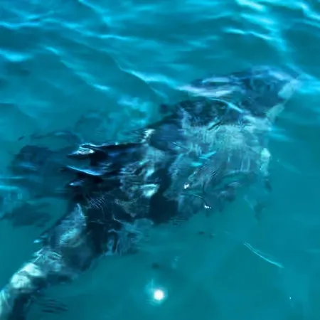 With Bbq And Pool In Vilamoura * Quarteira