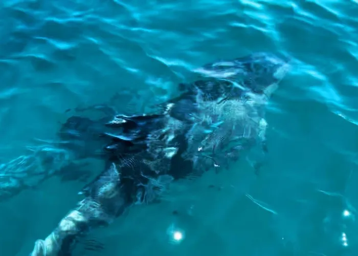 With Bbq And Pool In Vilamoura * Quarteira