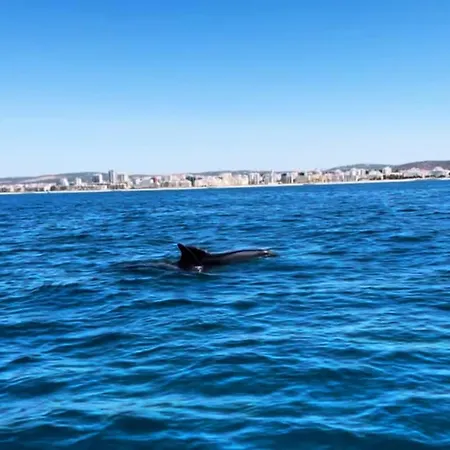 Σπίτι διακοπών With Bbq And Pool In Vilamoura